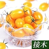 国華園　接木野菜苗　ミニトマト　接木F1イエローアイコ　4株【※発送が国華園からの場合のみ正規品です】