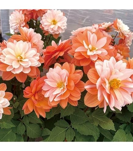 Amazon｜ダリア 中輪2色咲き 桜貝 球根1球｜観葉植物 オンライン通販