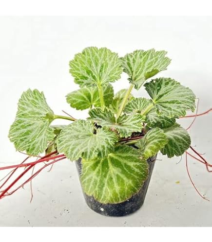 Amazon.co.jp: ユキノシタ / 9.0cmポット 【 単 品 】 ゆきのした