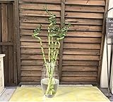 ミリオンバンブー 切り花 ラッキーバンブー スパイラルバンブー 万年竹 富木竹 開運竹 (Sサイズ・7本)