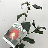 椿 苗木 対馬の娘椿 13.5cmポット苗 ツバキ 苗 つばき