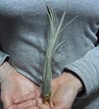 花も咲きます・観葉多肉グリーン エアプランツ(エアープランツ) バルビシアナ Balbisiana 規格：安心のＭサイズ(全長目安18cm程度）