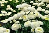 花の種子ホワイトTansies Snezhnyyシャー（マトリカリアのeximia）年次