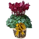 【 予約 】 さかもと園芸　達人のシクラメン　【 フリンジディープレッド 】　花鉢植え　ギフト　プレゼント　贈答品　クリスマス　お歳暮