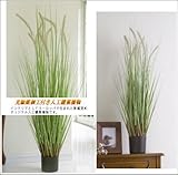 人工観葉植物 新感覚のインテリアグリーン 光触媒加工 キャッツテールグラスＳ