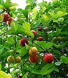 バルバドスチェリー Barbados cherry 10 Seeds タイ庭園 Thai Garden