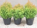 ラインゴールド(小) 3本