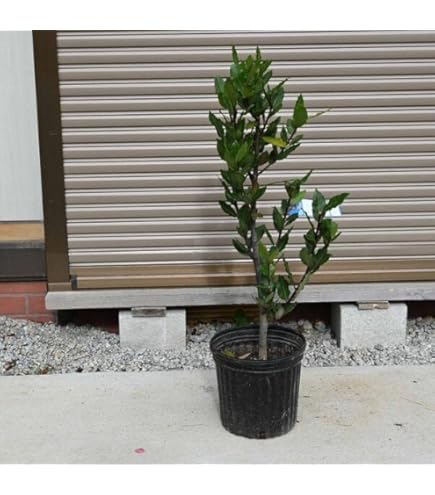 Amazon.co.jp: 月桂樹鉢植えゲッケイジュテラコッタ植えローリエ : DIY