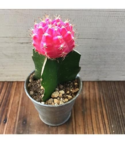 Amazon.co.jp: サボテン ストロンボカクタス 菊水 国内実生株 種 抜き