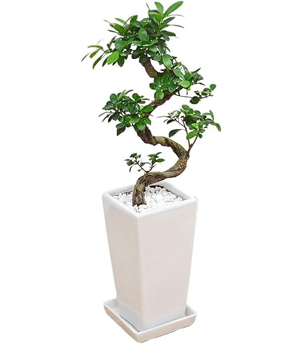 Amazon｜花のギフト社 ガジュマル 8の字 大型 大きい 観葉植物 本物