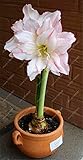真アマリリス球根、アマリリス球根盆栽花の球根アマリリスRizomas Bulbosバルバドスリリー鉢植えの植木 - 1球15