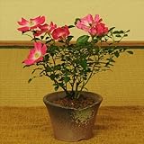 薔薇盆栽：サクラノイバラ(瀬戸焼鉢）*