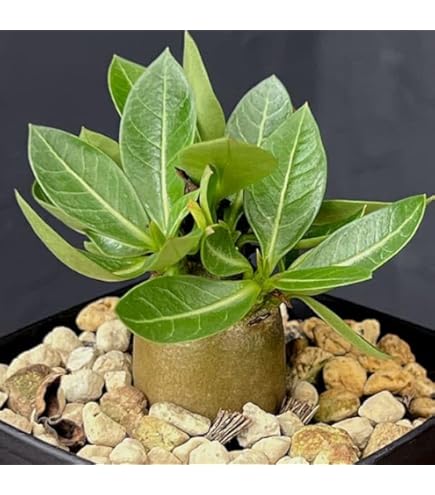 Amazon.co.jp: アデニウム ドワーフ v2 ハック 塊根植物