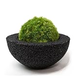 【eco-pochi】 苔ポチ×わんM　黒　コケポチ こけぽち 観葉植物　苔玉
