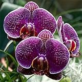 free ship ``Hot `40seeds Diffenent Mixed Butterfly orchid Bonsai flowers orchid seed POT FLOWER PLAN