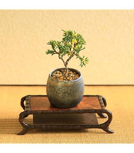 Amazon.co.jp: 遊恵盆栽 苔玉松柏シリーズ：苔玉 糸魚川真柏* （受け皿
