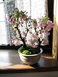 ツイン桜盆栽　　八重桜盆栽