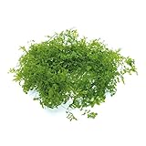 大地農園 プリザーブドフラワー サンウィーバイン(20g入り) フレッシュグリーン DO03320-731