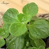 (観葉)ハーブ苗 アロマティカス 3号(1ポット) 家庭菜園 本州・四国限定[生体]