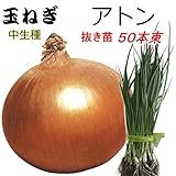 たまねぎ 苗 アトン 中生種 タマネギ 抜き苗 50本