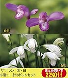 【山野草】サワラン　紫・白2色セット（各2ポットの計4ポットセット）
