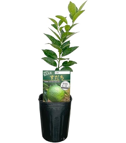 Amazon | ノーブランド品 スダチ 苗木 【種なし スダチ】 3年生