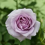 バラ苗 夜来香(イエライシャン) 【河本バラ園】大苗 6号ポット (HT) 紫色 バラ 苗 四季咲き 大輪 薔薇