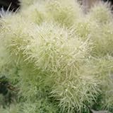 スモークツリー 苗木 グリーンボール 13.5cmポット苗 3年生苗 スモークツリー 苗