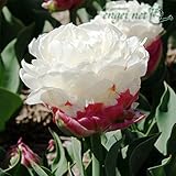 チューリップ：アイスクリーム2球入り 2袋セット[ピンクのカップからモコモコ花が咲く][秋植え球根] ノーブランド品