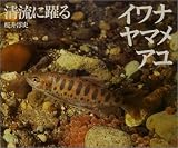 イワナ・ヤマメ・アユ: 清流に躍る