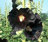 ブラックタチアオイの種子（アルテアロセア）多年生多年生の花