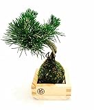 フラワーマーケット(Flower Market) 苔玉盆栽 黒松 2合枡