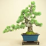 いよじ園 【】 五葉松 宮島（中品盆栽）（松柏盆栽）いよじ園【父の日ギフト】