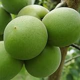 梅 苗木 高田 12cmポット苗 うめ 苗 ウメ