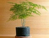 (Mix minimum order $5)1 pack 5pcs Small Bamboo Bonsai setose asparagus Fresh Perennial Asparagus Fer