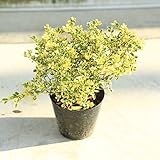 グランドカバー　苗：斑入りイヌツゲ　貴婦人*つげ