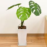 人工観葉植物 モンステラ株立ち スクエア陶器鉢 光触媒加工