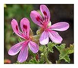 Pelargonium glutinosum - Pelargonium - 5 seeds