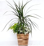 木製４寸コンシンネ寄せ植え