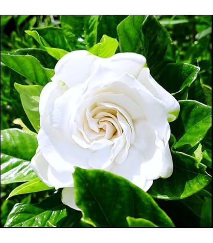 Amazon | はなみどり バラ咲きクチナシ 花苗 1株 ガーデニア | 花