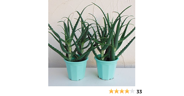 Amazon Co Jp キダチアロエ5号鉢植え 2株ット 無農薬栽培 アロエジュスやヨグトに人気 Diy 工具 ガーデン