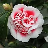 椿（ツバキ）の苗木　玉ありあけ