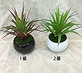 【インテリア】 リアル 観葉植物 癒される 浄化 リラックス (1番)