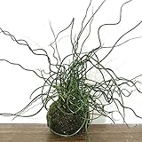 苔玉 ラセンイの苔玉