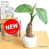 LAND PLANTS クワズイモ 白色大丸型陶器鉢
