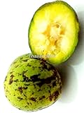 Thai ambarella jew plum Spondias dulcis 5 Seeds ThailandMrk