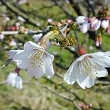 桜 苗木 富士桜 12cmポット苗 ふじざくら さくら 苗 サクラ