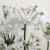 プリムラ：メローシャワー3.5号ポット2株セット[甘いフルーティな香り]