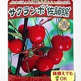 2015年果樹苗・新苗 ☆さくらんぼ（サクランボ）　ＹＤ佐藤錦 ６号(18cm)ポット