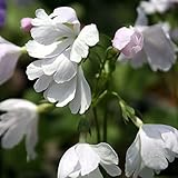 【2018年春～　開花見込み株】【山野草】日本サクラソウ「朱鷺の雛」